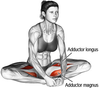 Seated adductor or groin stretch