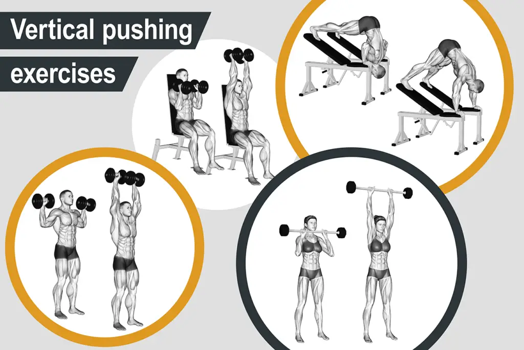 Vertical pushing exercises | Muscle Activation Guide