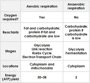 Introduction to cardio | Cardio Guide - weighttraining.guide