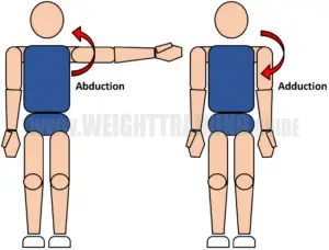 Joint Articulations And The Three Planes Of Motion - Muscle Activation 