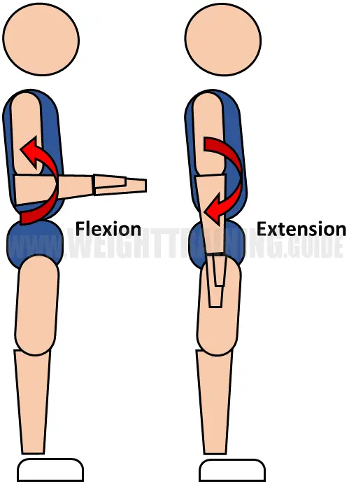 Flexion and extension of elbow