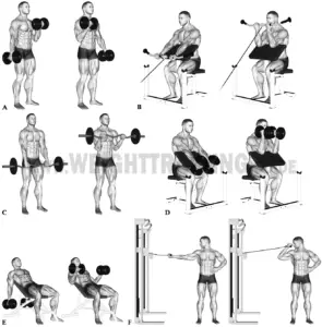 Muscles activated by elbow-flexion exercises | Muscle Activation Guide