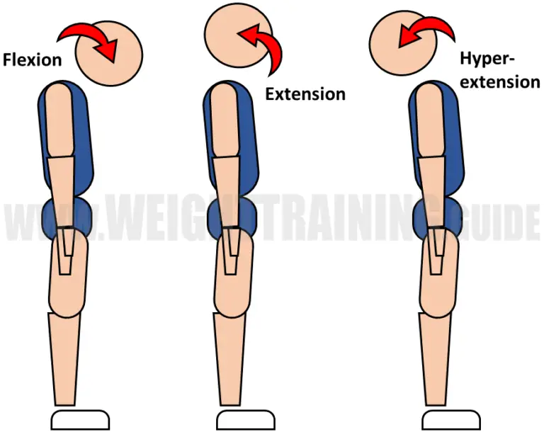 Joint articulations and the three planes of motion - Muscle Activation ...