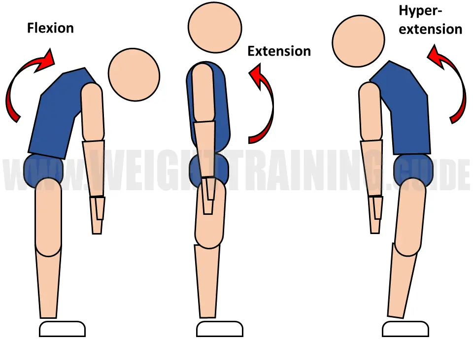 Flexion, extension, hyperextension of waist