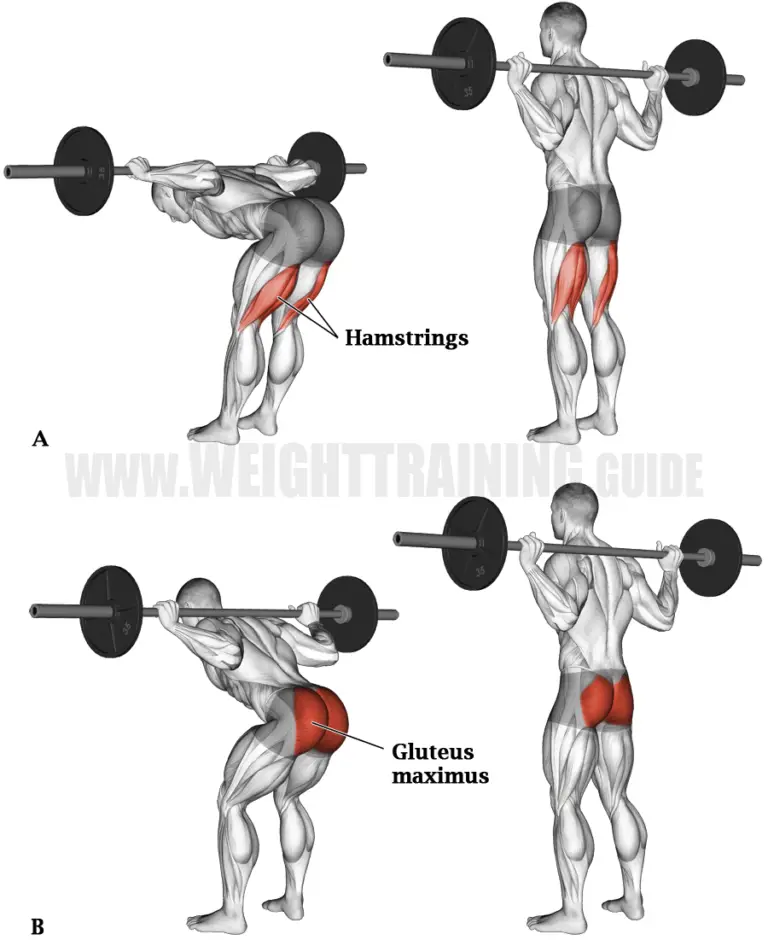 Muscles activated by hip-hinge exercises | Muscle Activation Guide