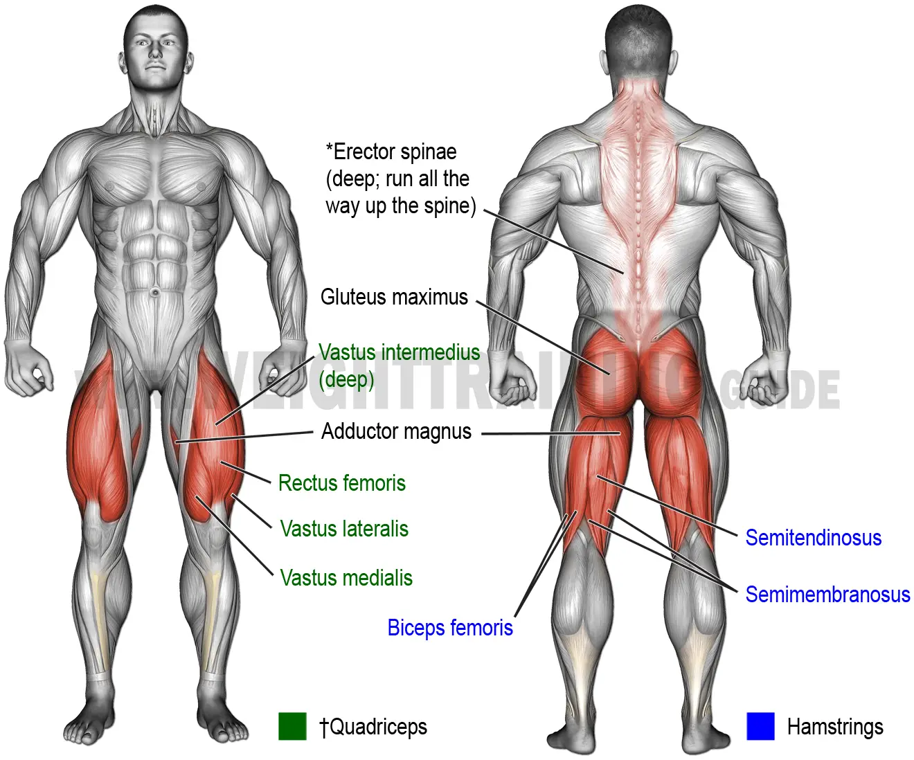 Muscles activated by hip-hinge exercises