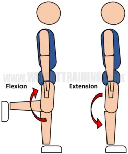 Joint articulations and the three planes of motion - Muscle Activation ...