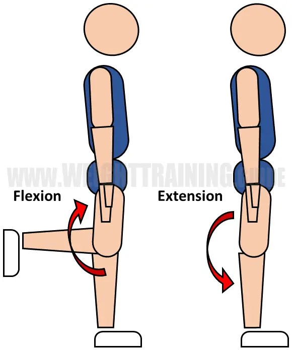 Flexion and extension of knee