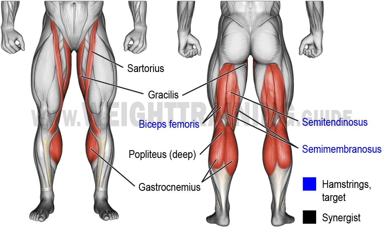 knee flexors