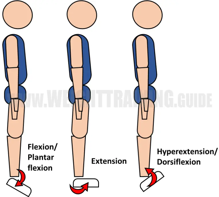 joint-articulations-and-the-three-planes-of-motion-muscle-activation