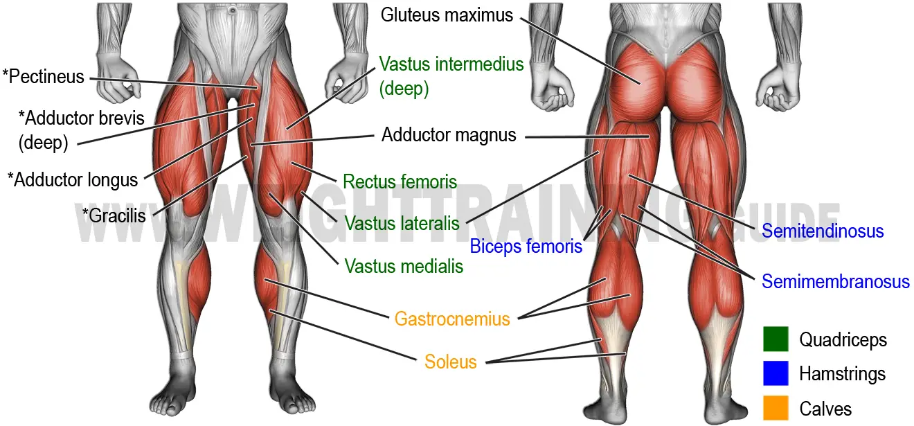 Muscles activated by squatting, lunging, and step-up exercises