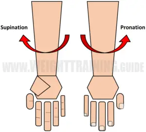 Supination and pronation of forearm