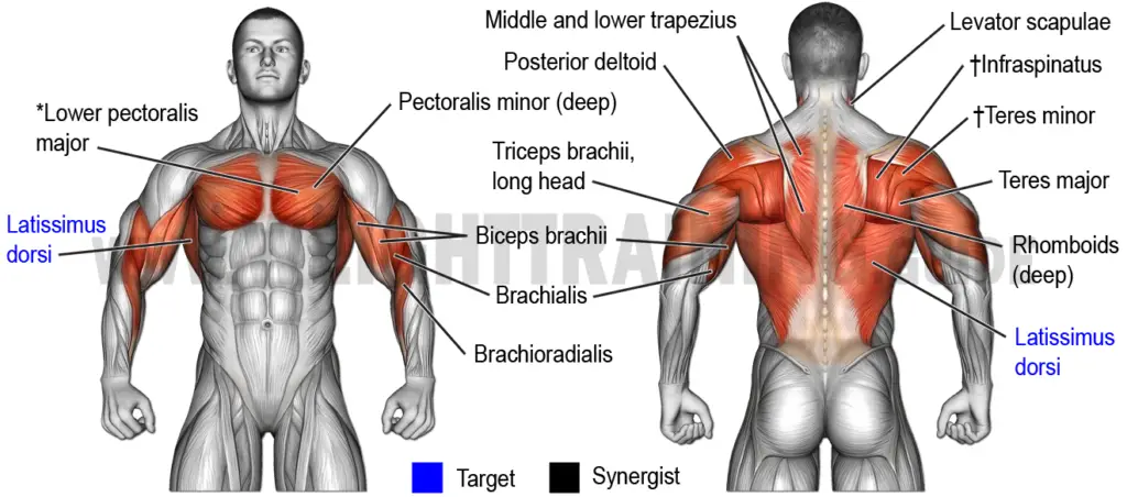 Muscles activated by the pull-up exercise