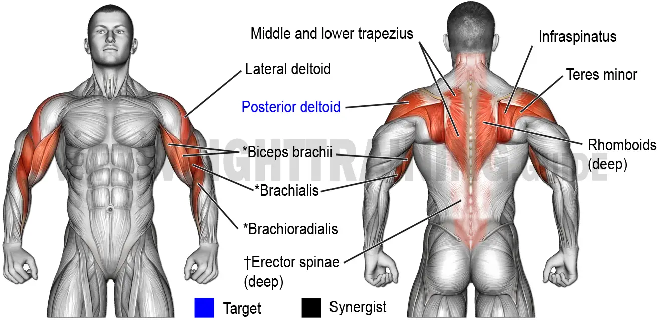 Muscles activated by horizontal pulling exercises, upper arms out to sides