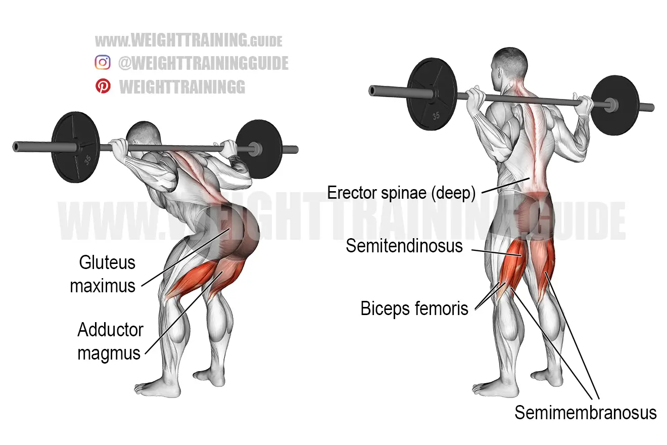 Barbell bent-knee good morning exercise