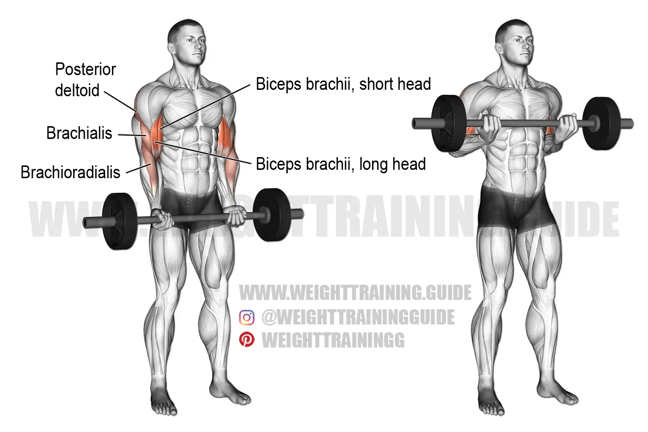 Barbell drag curl exercise