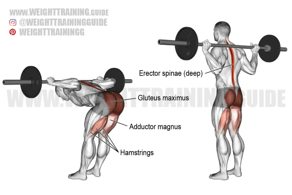 Barbell good morning instructions and video | Weight Training Guide