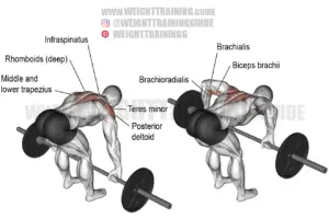 Barbell rear delt row exercise instructions and video | WeightTraining ...