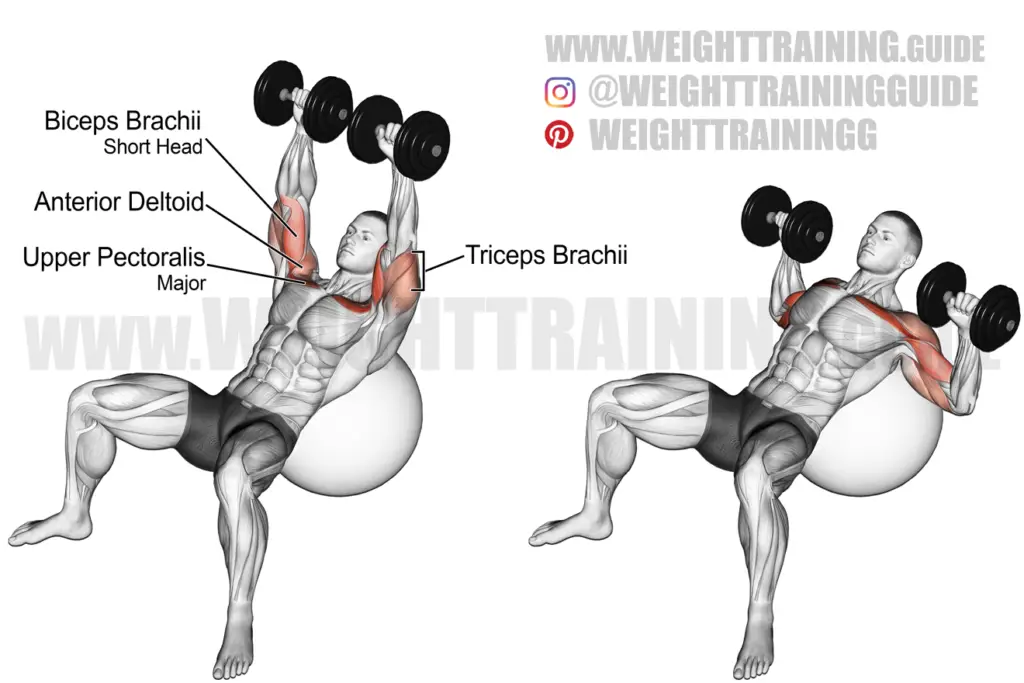 Seated Neutral Grip Dumbbell Overhead Press Instructions And Video 