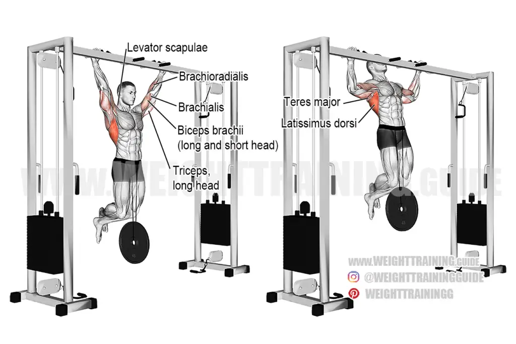 Pull-up exercise instructions and videos | Weight Training Guide