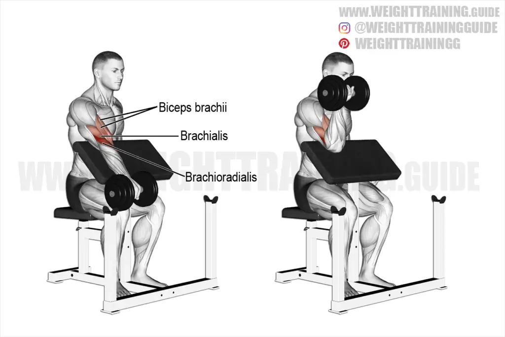 Dumbbell One Arm Reverse Preacher Curl Exercise Instructions And Video 4402