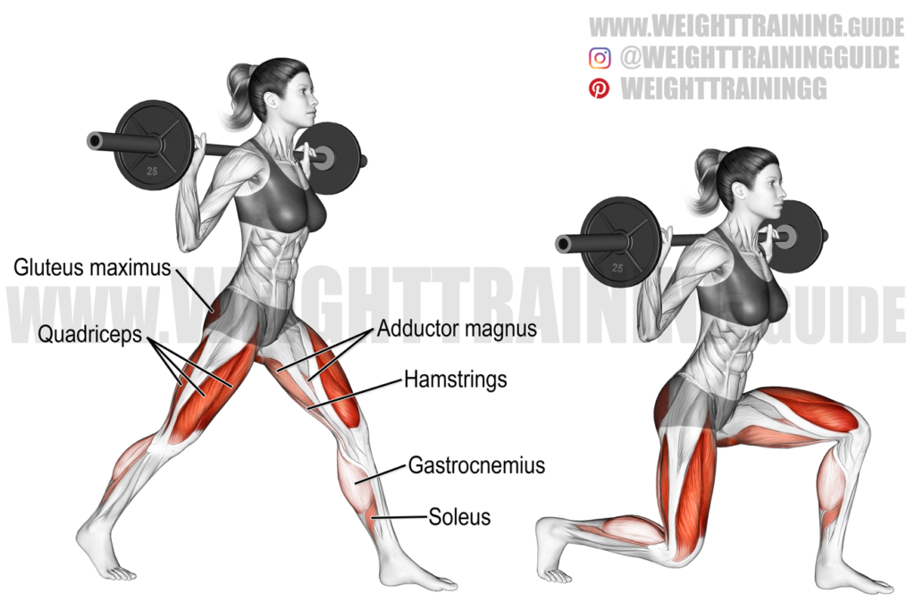 Barbell split squat exercise instructions and video | weighttraining.guide
