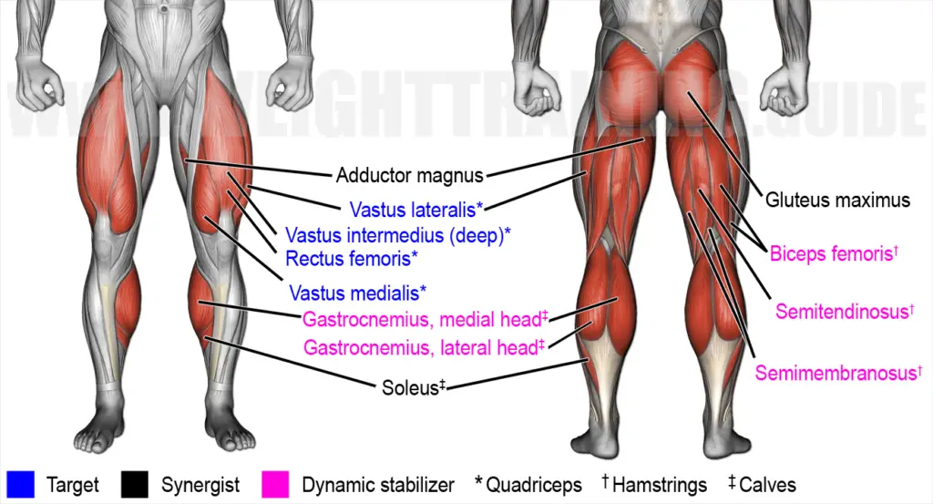 Muscles activated by hack squat