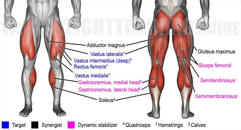 Muscles activated by Bulgarian split squat exercise