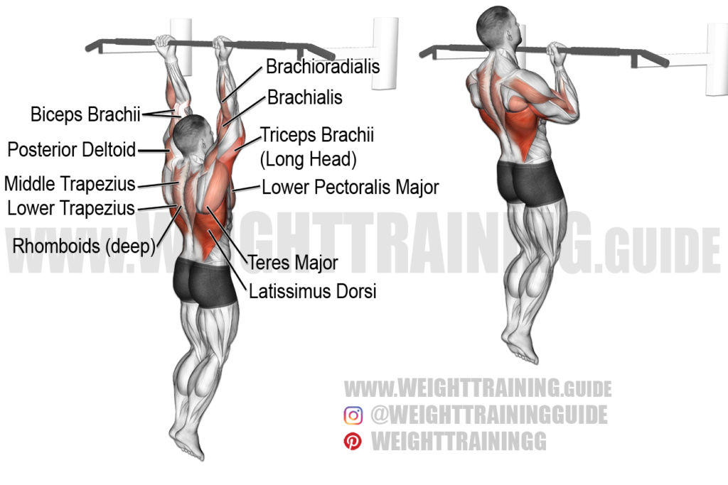 Best back exercises for lower, middle, and upper back!