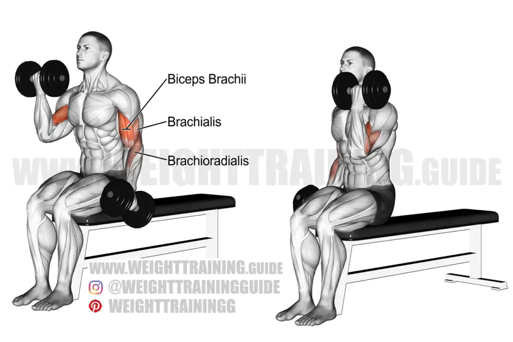 Seated Alternating Dumbbell Curl Exercise Instructions And Video