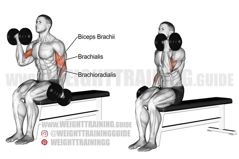 Seated alternating dumbbell curl exercise instructions and video