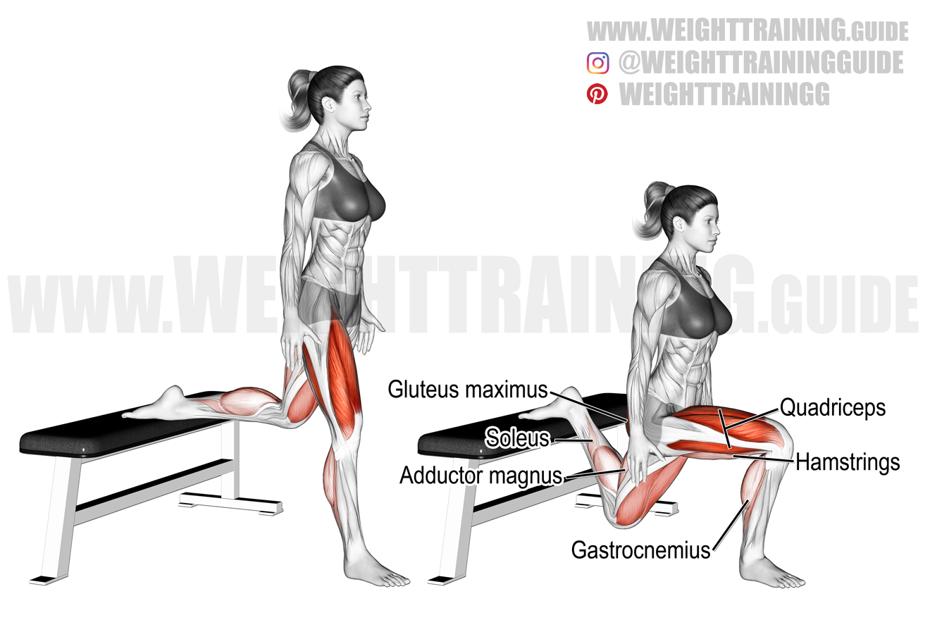 Bulgarian split squat exercise instructions and video weighttraining