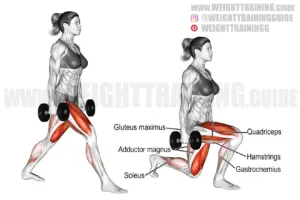 Dumbbell split squat exercise instructions and video | weighttraining.guide