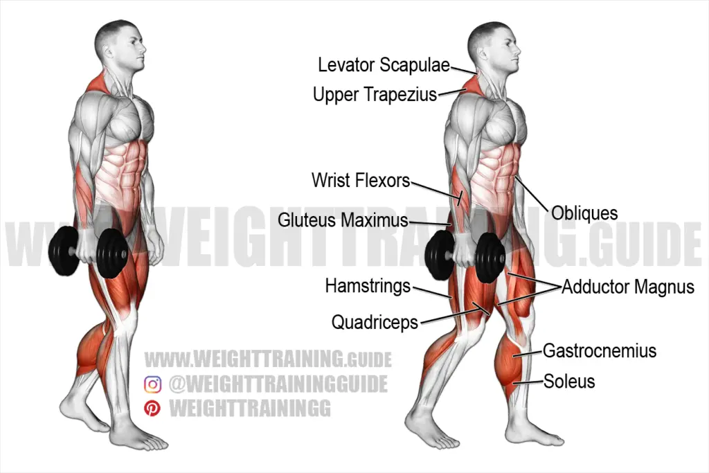 Dumbbell suitcase carry instructions and video | weighttraining.guide