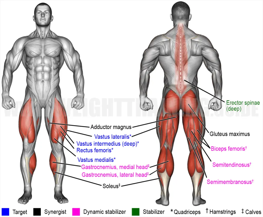 Muscles activated by barbell hack squat exercise