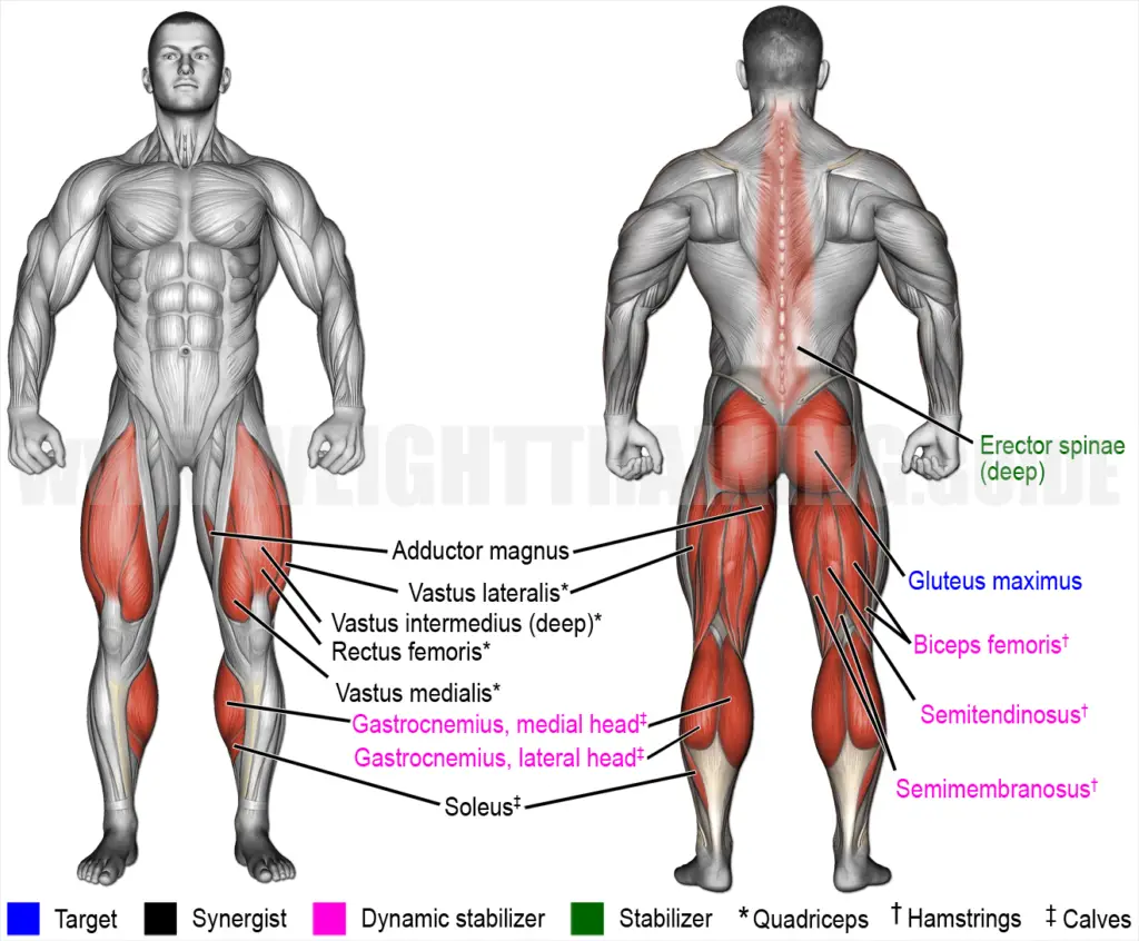 Muscles activated by dumbbell forward-leaning lunge