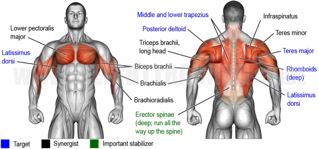 Muscles activated by standing cable row