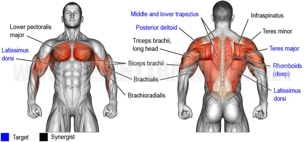 Muscles activated by bent-over dumbbell row