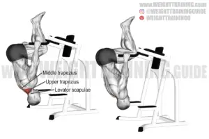 Bent-knee inverted shrug on parallel bars exercise instructions and video