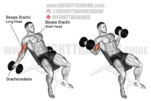 Incline dumbbell inner-biceps curl exercise instructions and video