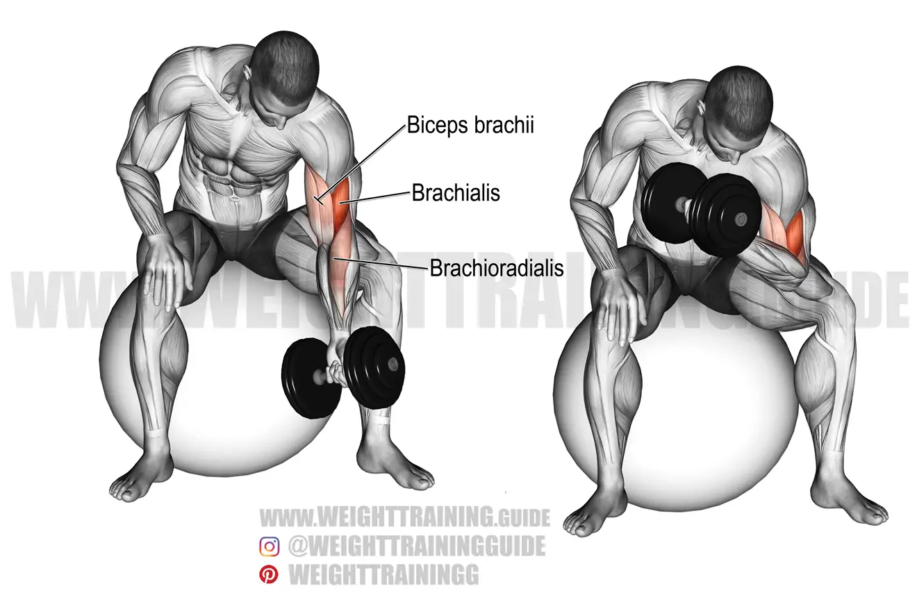 Dumbbell concentration curl on a stability ball exercise
