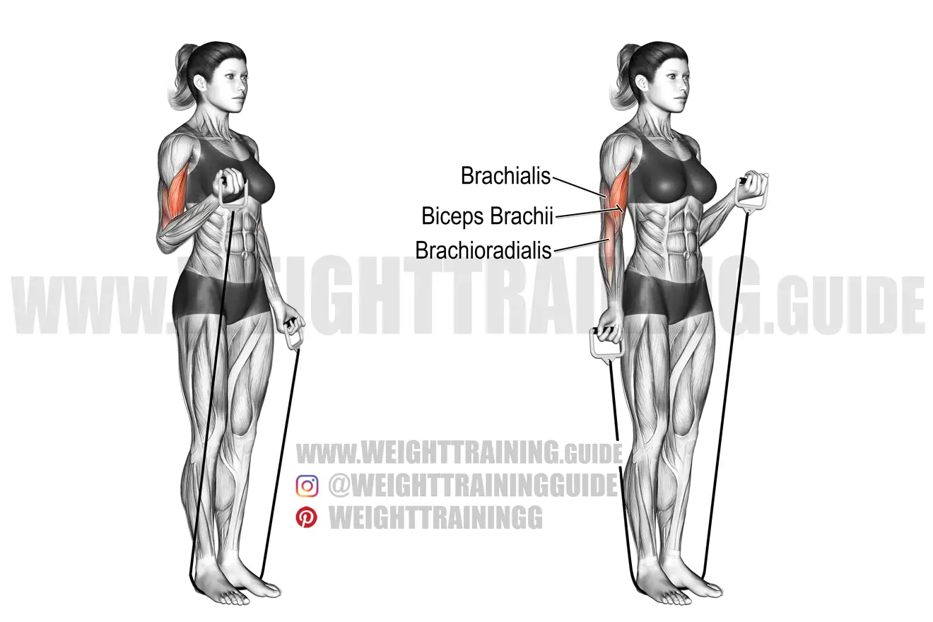 Alternating band biceps curl exercise
