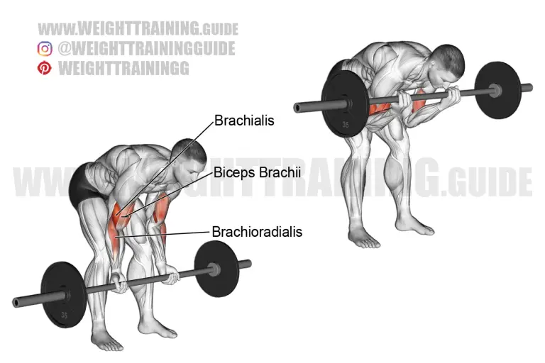 Standing barbell concentration curl