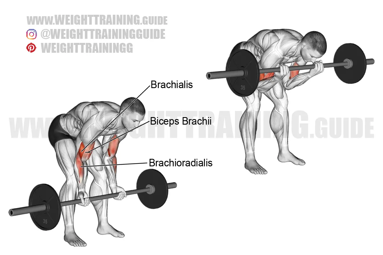 standing barbell concentration curl, Standing barbell concentration curl
