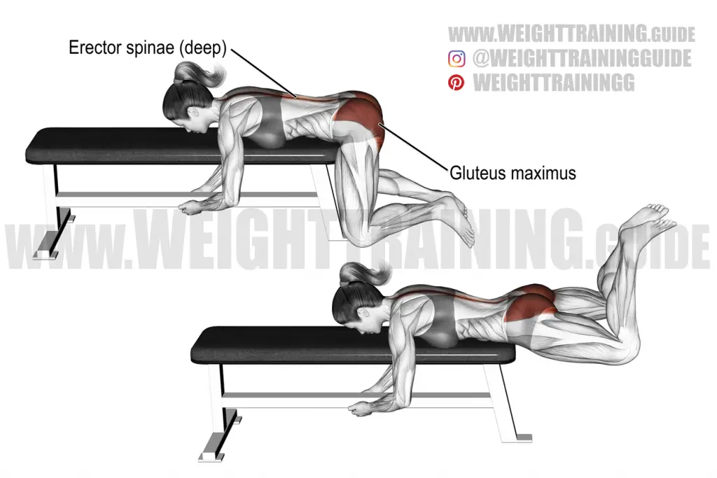 Flat bench frog reverse hyperextension exercise instructions and video