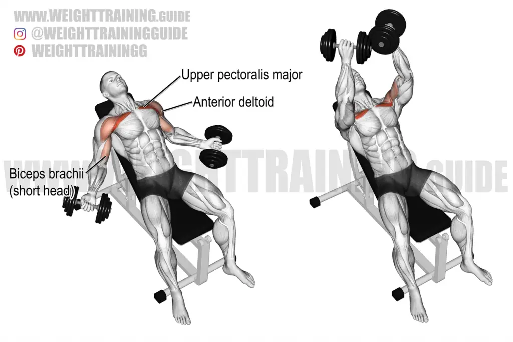 Hyght dumbbell fly exercise instructions and video | weighttraining.guide