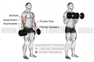 Dumbbell hammer curl to dumbbell reverse curl exercise