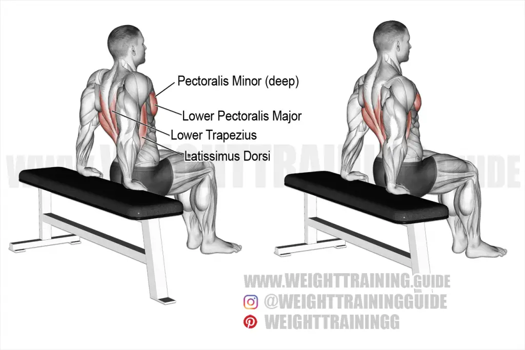 Scapula dip exercise instructions and video | weighttraining.guide