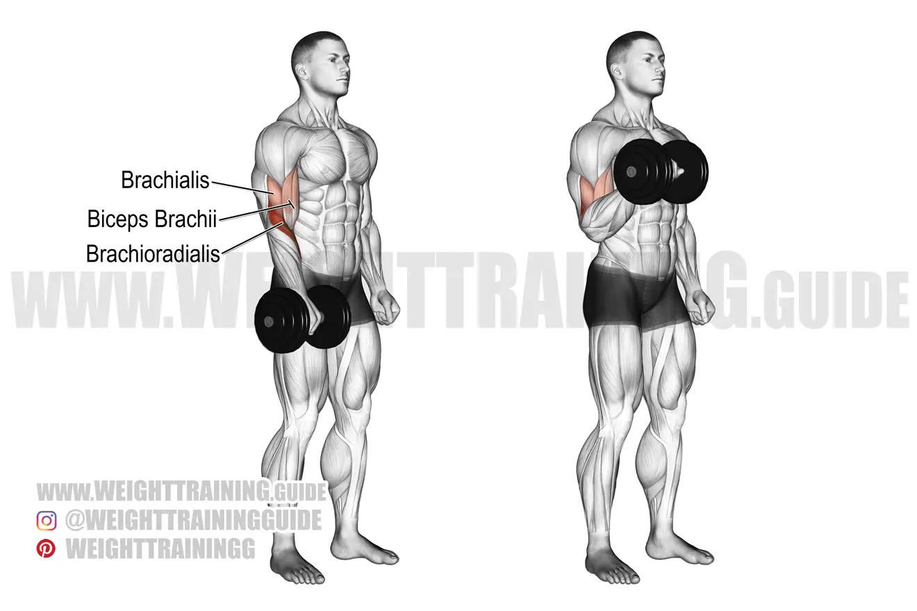 One-arm dumbbell reverse curl exercise