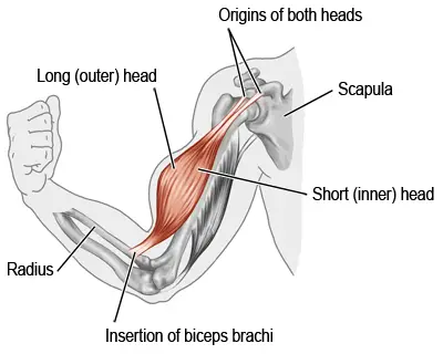 Origin and insertion of long and short heads of biceps brachii muscle